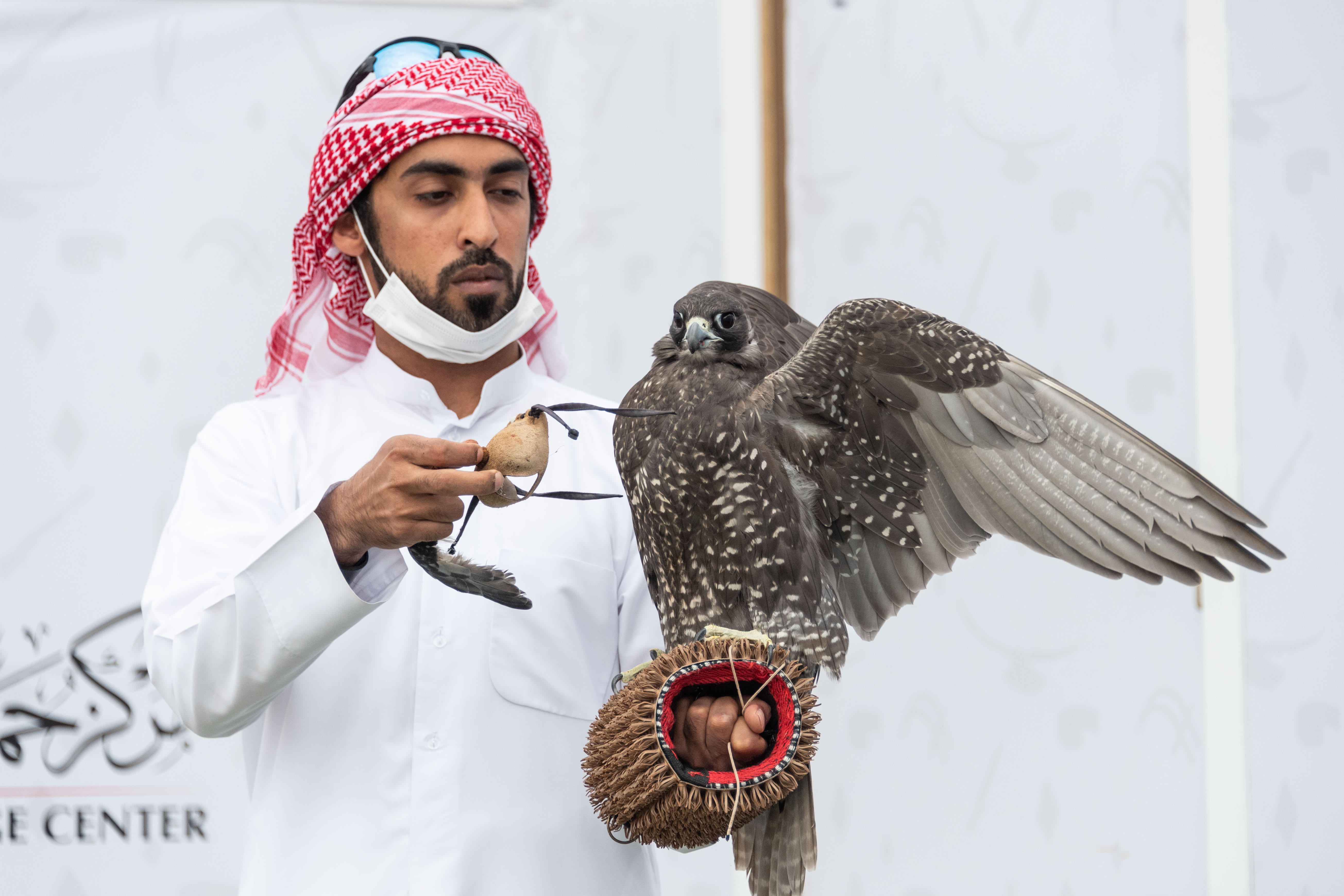 بطولة فزاع للصيد بالصقور تترقب حسم منافسات للعامة مُلاك