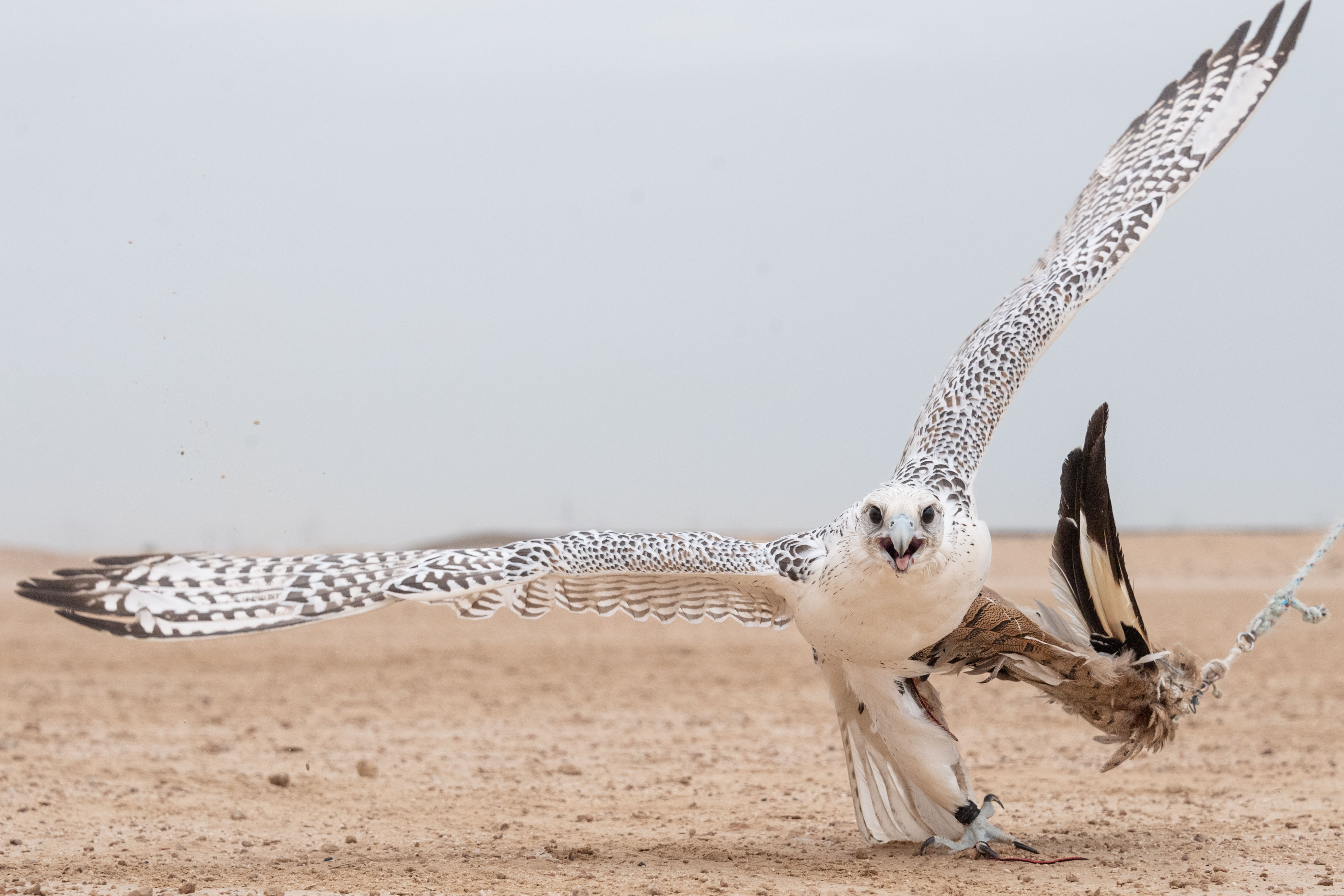 بطولة فزاع للصيد بالصقور تترقب حسم منافسات للعامة مُلاك