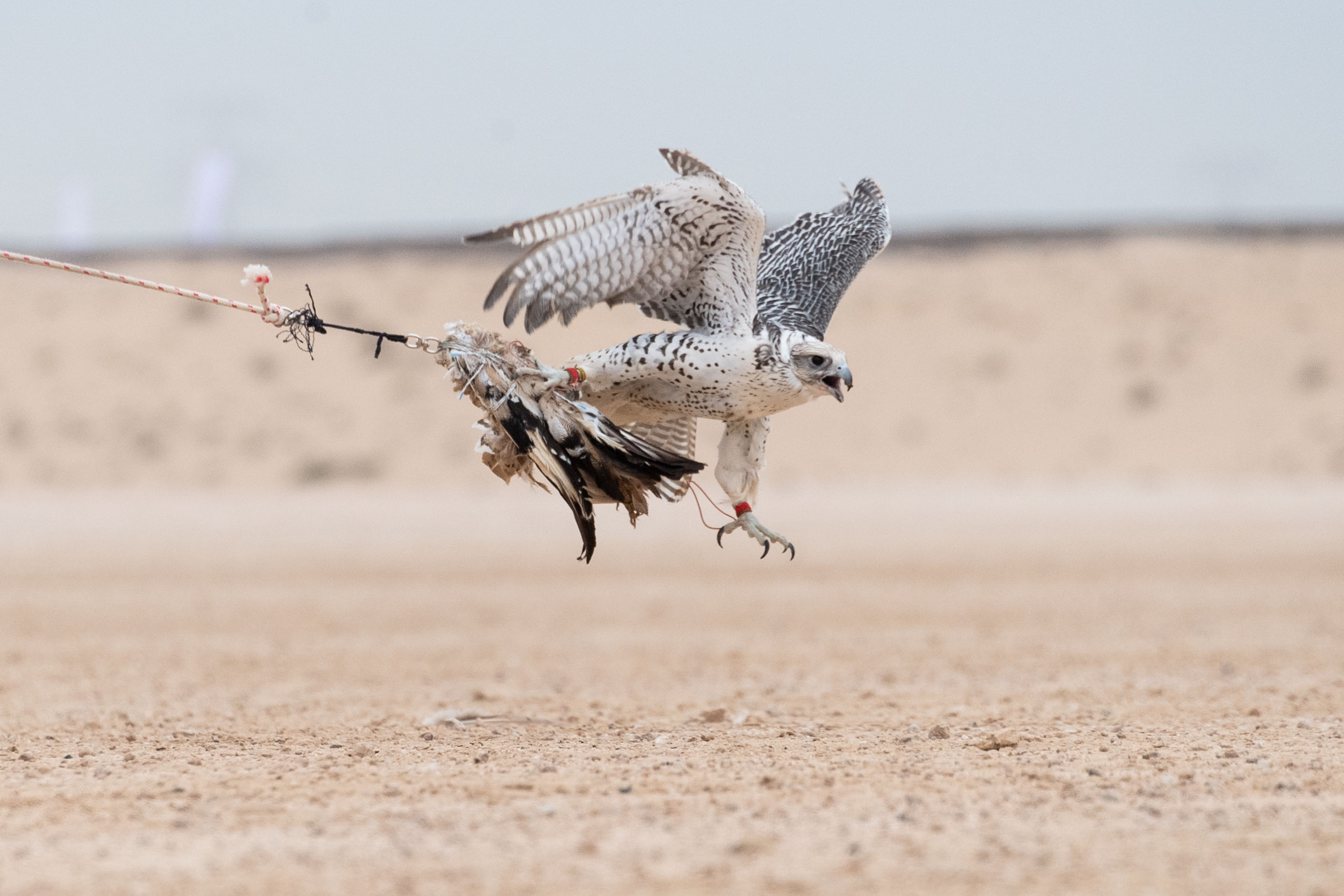 بطولة فزاع للصيد بالصقور تترقب حسم منافسات للعامة مُلاك