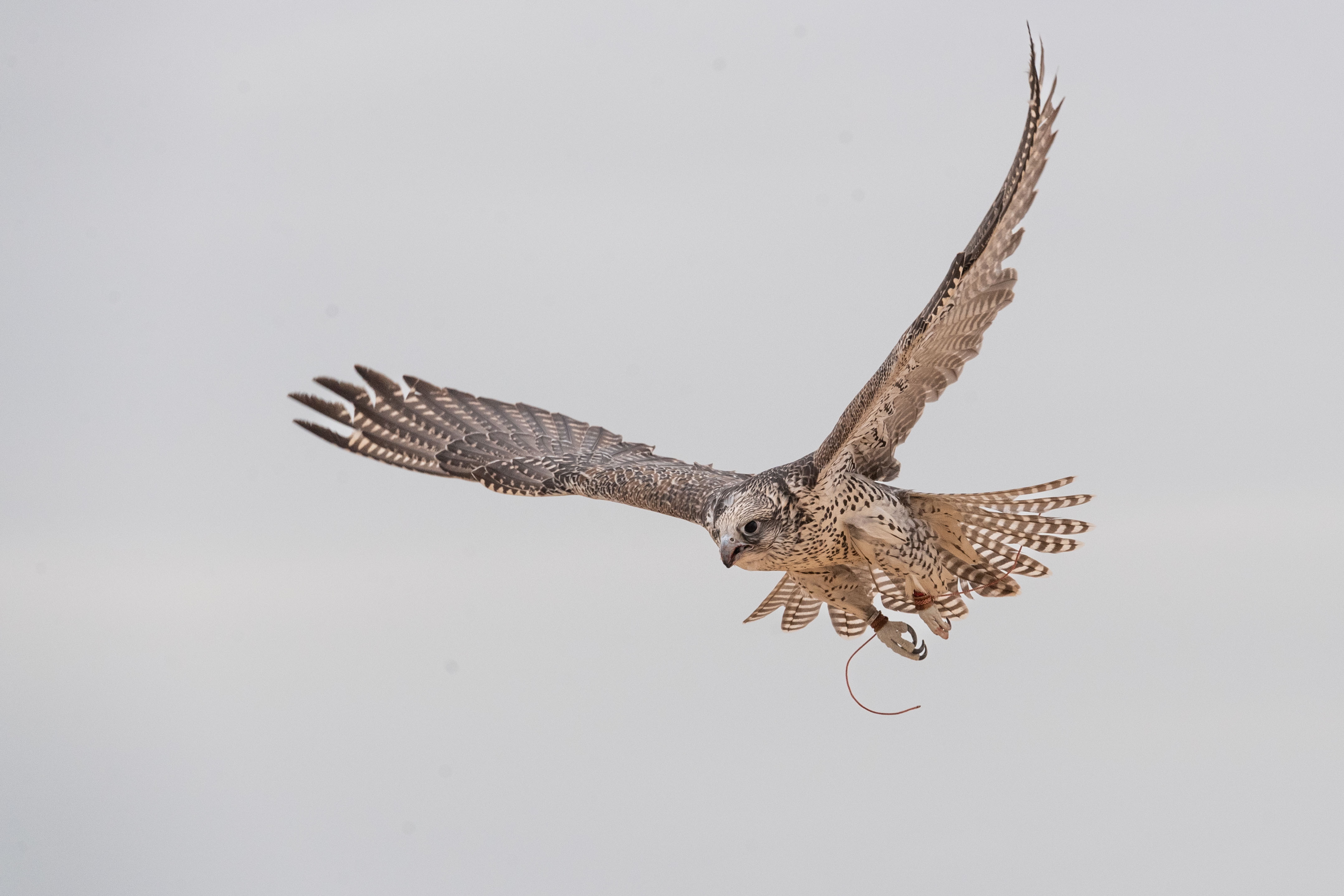 بطولة فزاع للصيد بالصقور تترقب حسم منافسات للعامة مُلاك