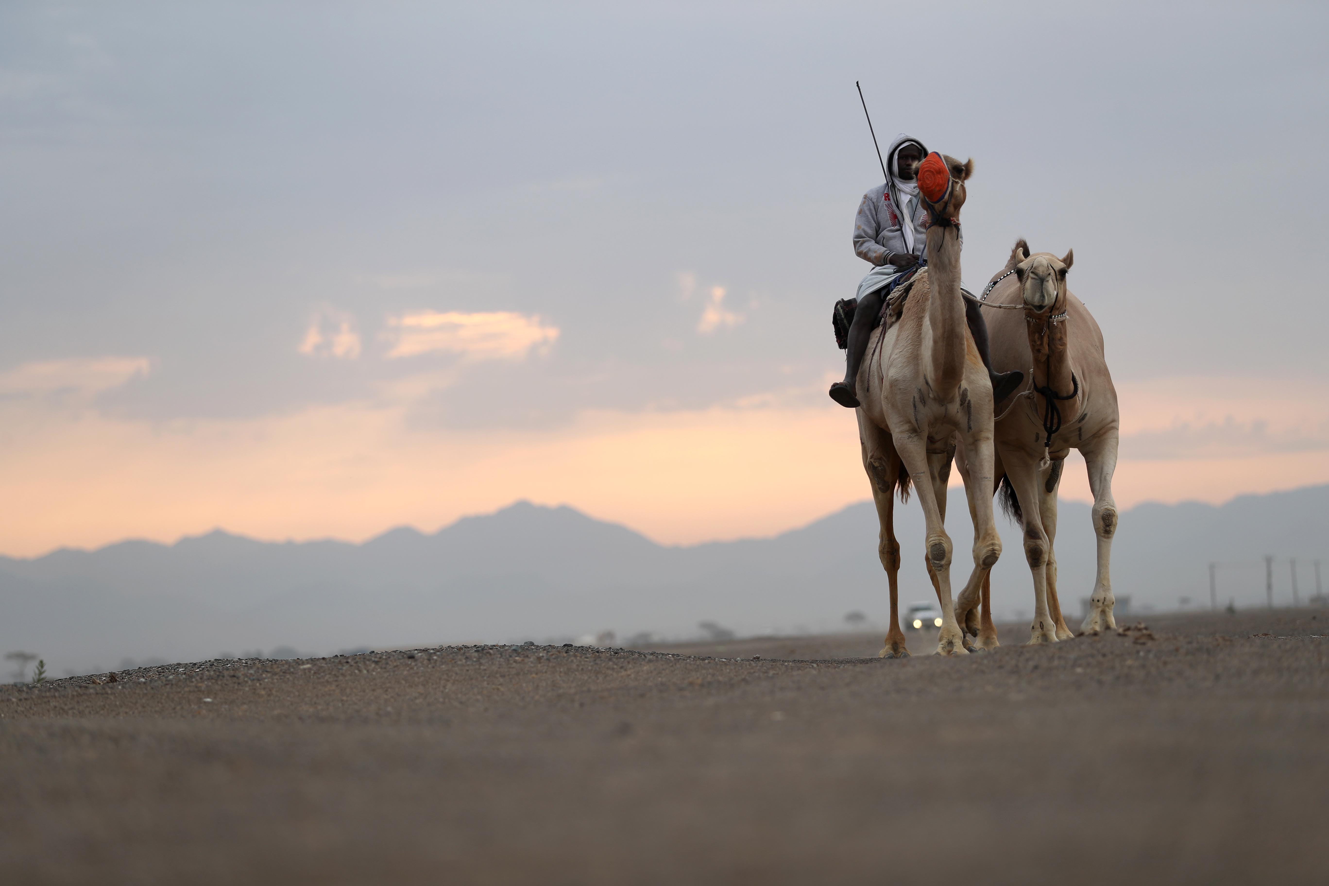 اختتام مزاينة الإبل في مهرجان محمد بن زايد لسباق الهجن ومزاينة الإبل