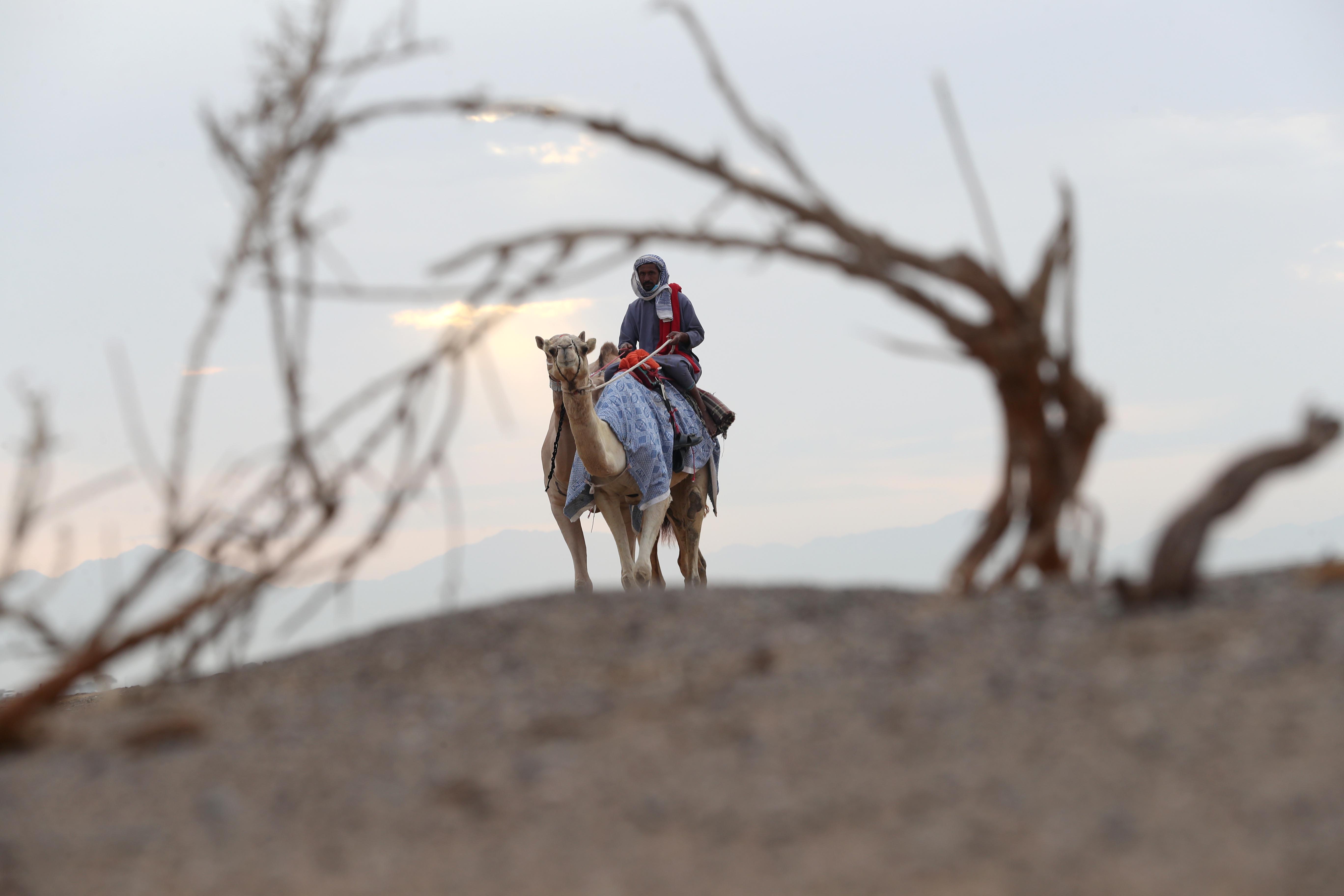 اختتام مزاينة الإبل في مهرجان محمد بن زايد لسباق الهجن ومزاينة الإبل