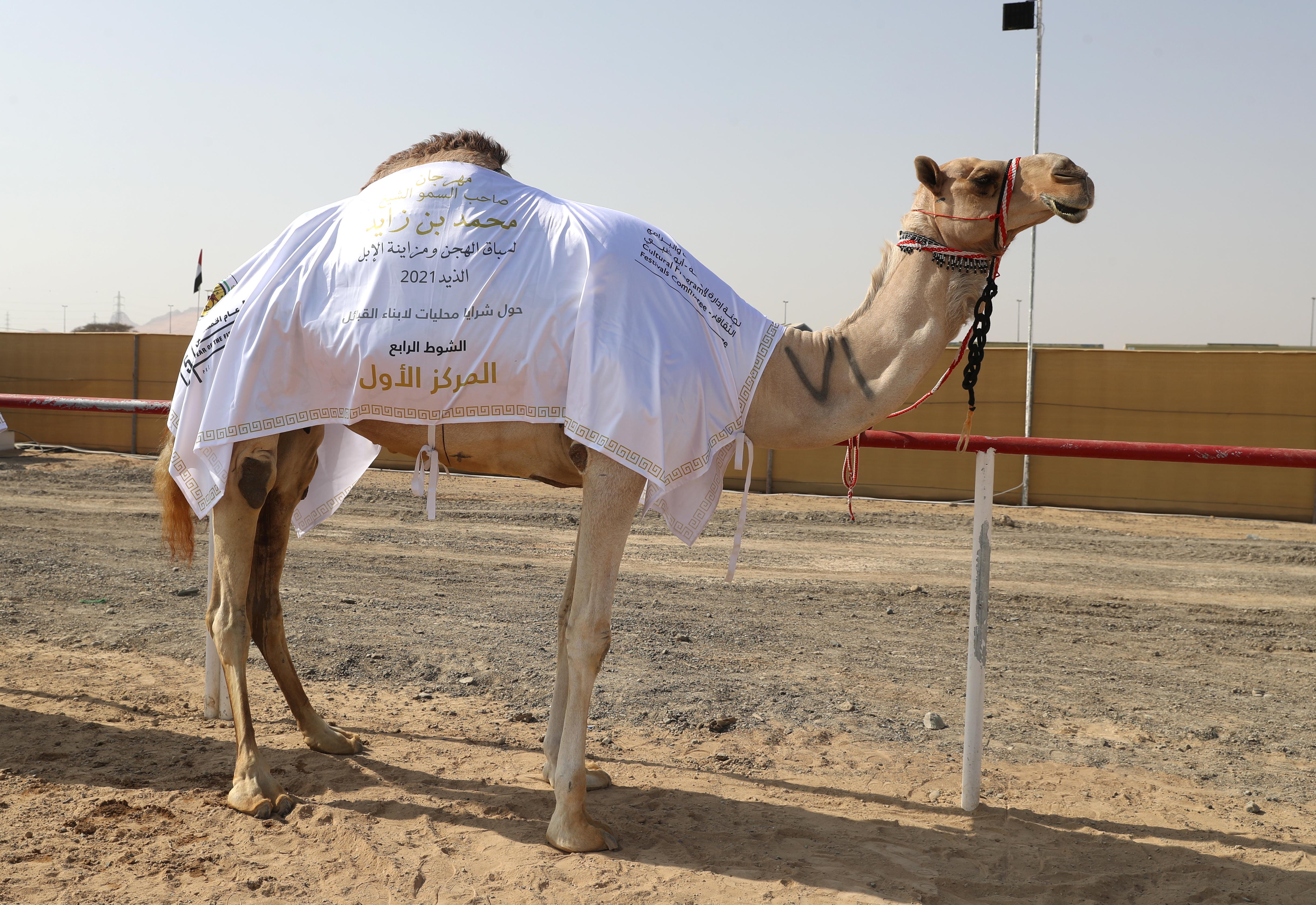 اختتام مزاينة الإبل في مهرجان محمد بن زايد لسباق الهجن ومزاينة الإبل