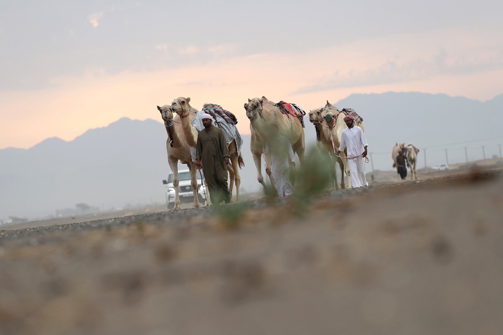 اختتام مزاينة الإبل في مهرجان محمد بن زايد لسباق الهجن ومزاينة الإبل