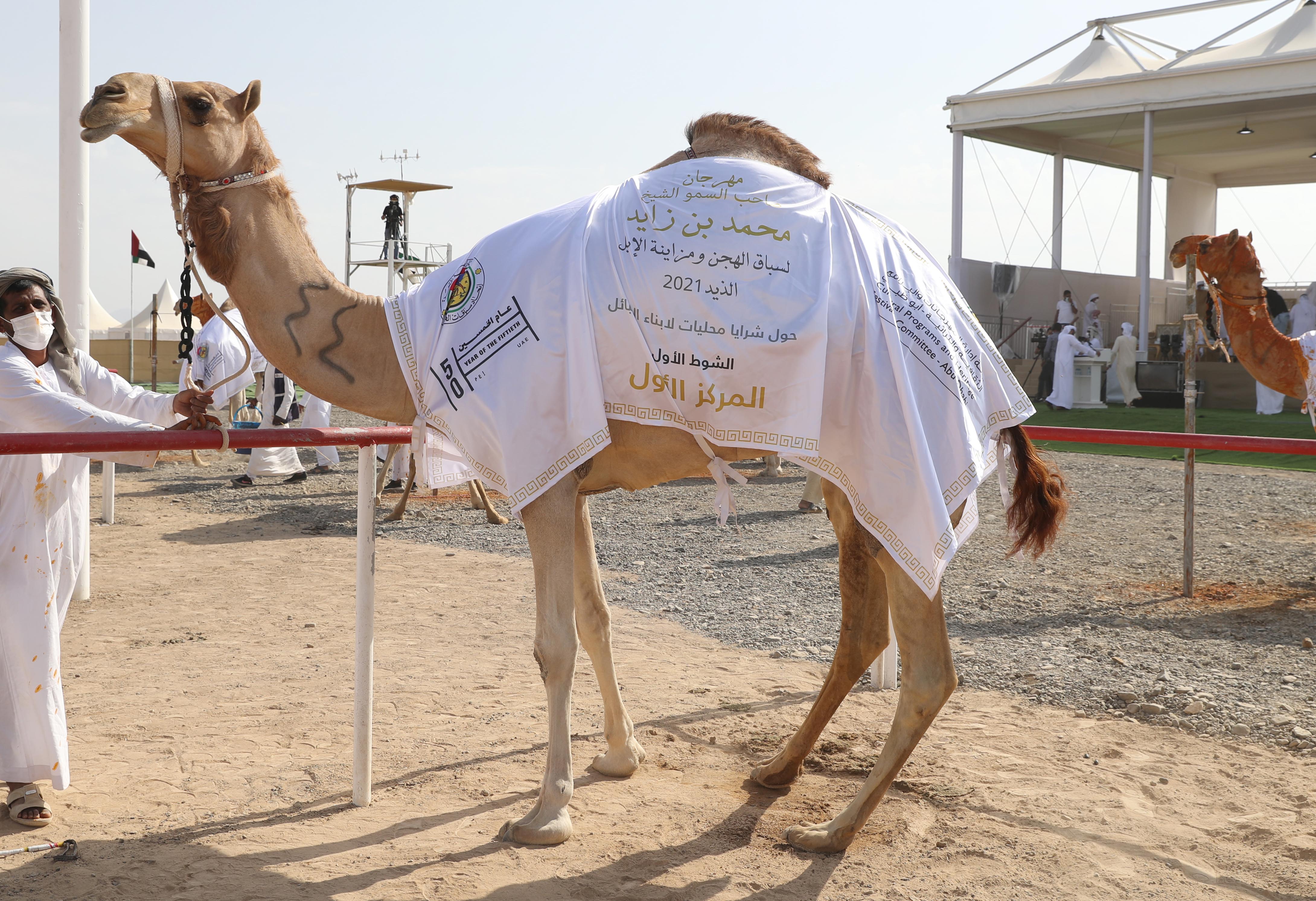 اختتام مزاينة الإبل في مهرجان محمد بن زايد لسباق الهجن ومزاينة الإبل