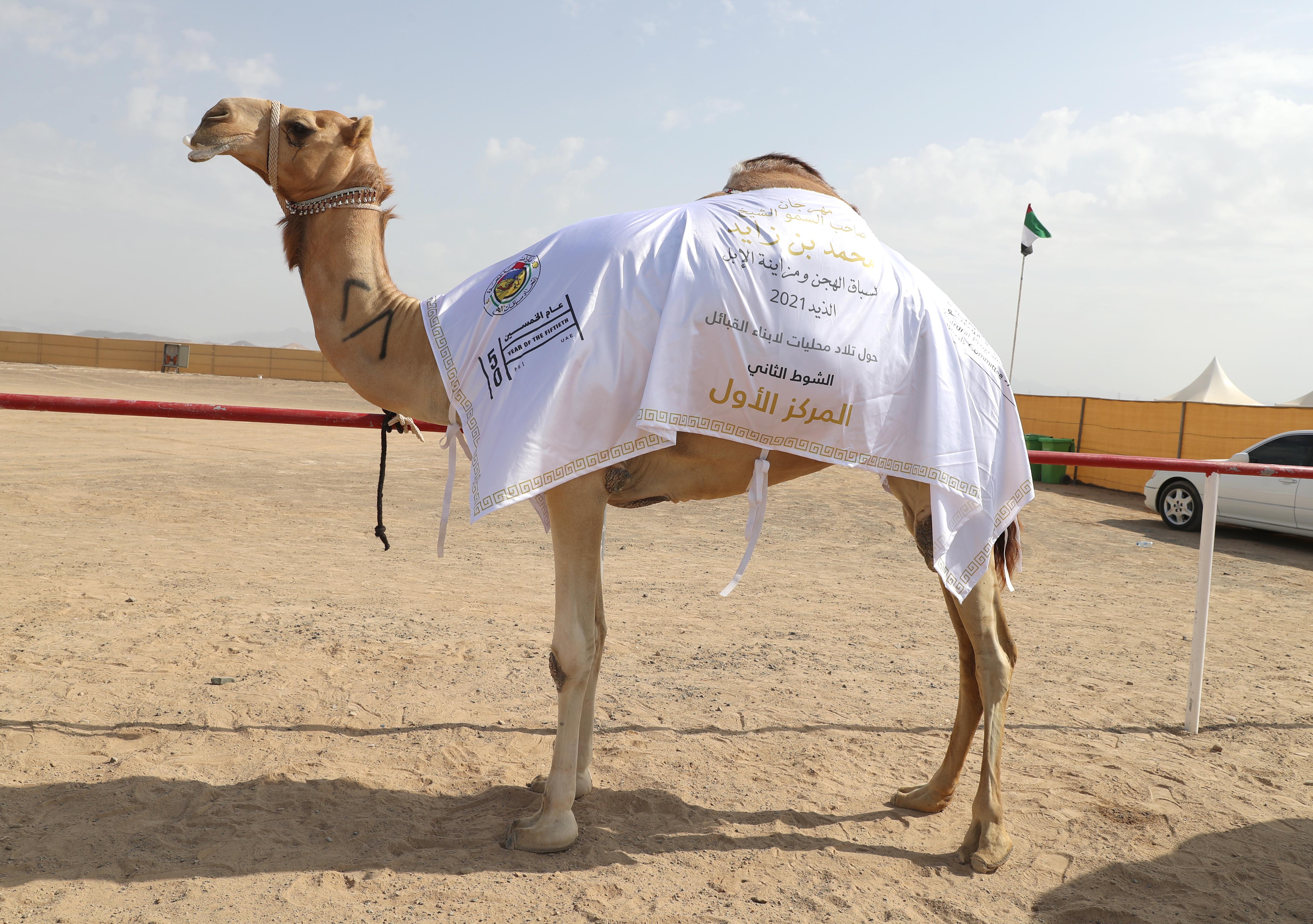 اختتام مزاينة الإبل في مهرجان محمد بن زايد لسباق الهجن ومزاينة الإبل