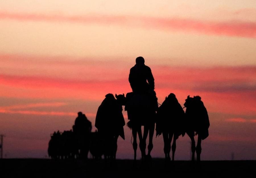 مسابقات وفعاليات مهرجان الظفرة بدورته 15 تنطلق 12 يناير  الجاري