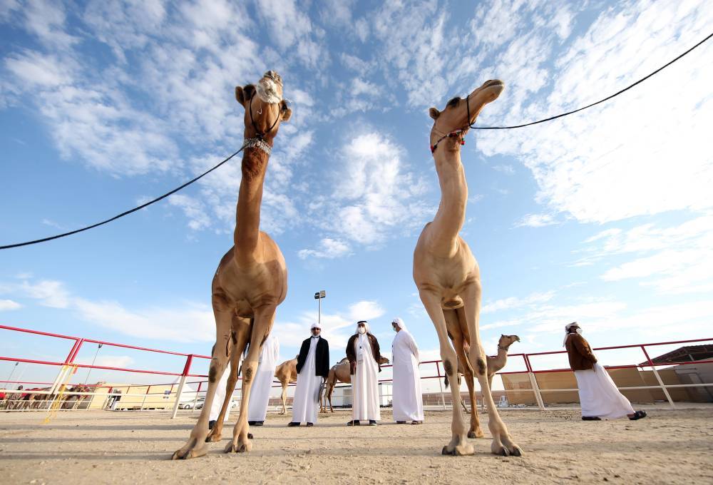 مسابقات وفعاليات مهرجان الظفرة بدورته 15 تنطلق 12 يناير  الجاري