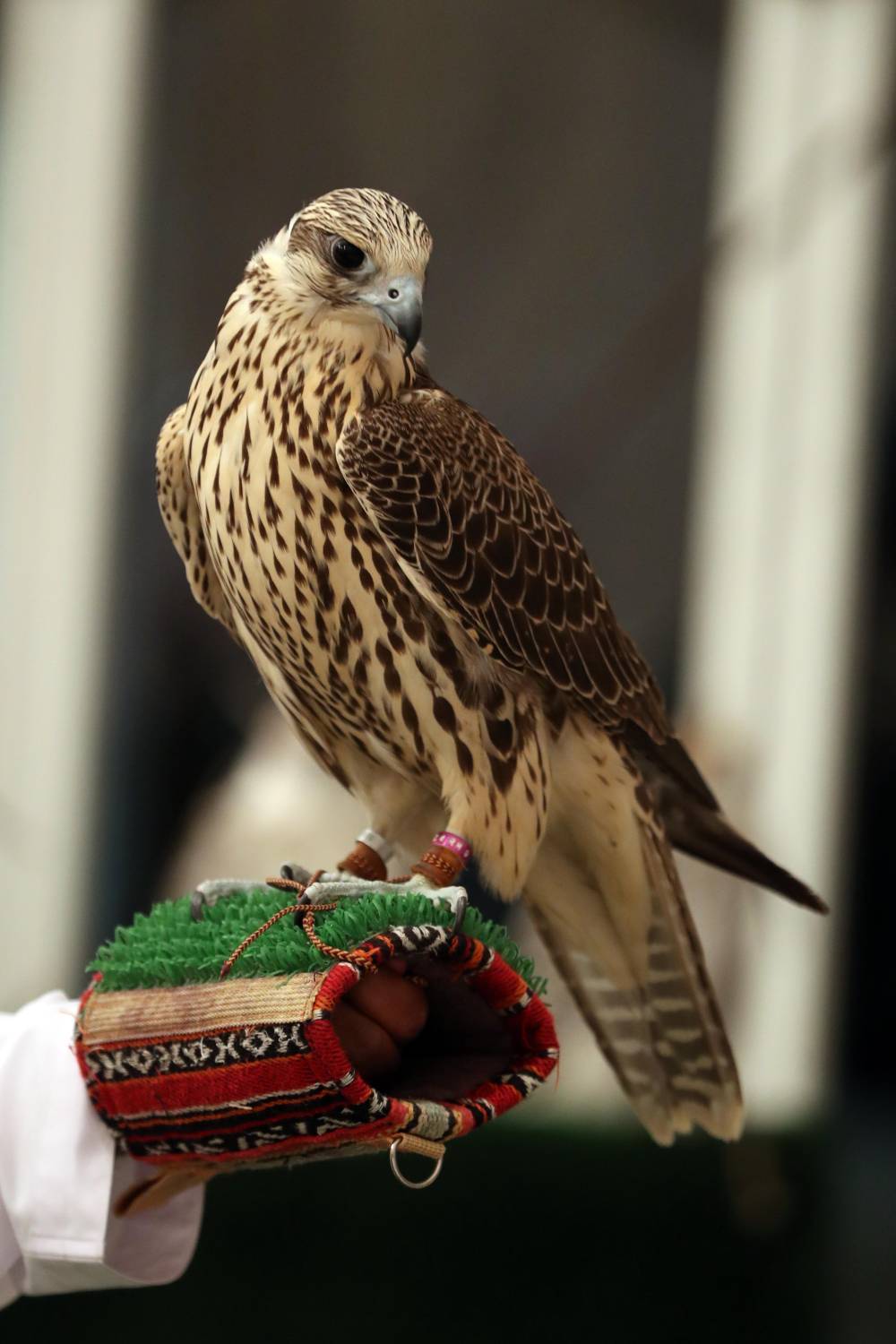 مسابقات وفعاليات مهرجان الظفرة بدورته 15 تنطلق 12 يناير  الجاري