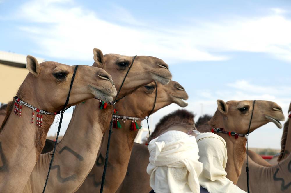 مسابقات وفعاليات مهرجان الظفرة بدورته 15 تنطلق 12 يناير  الجاري