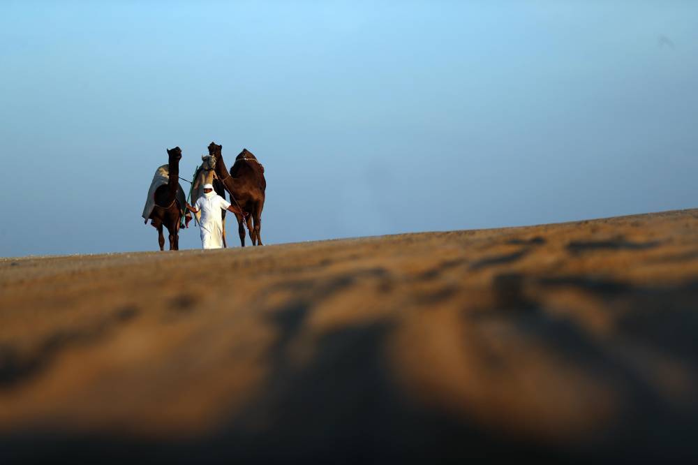 مسابقات وفعاليات مهرجان الظفرة بدورته 15 تنطلق 12 يناير  الجاري