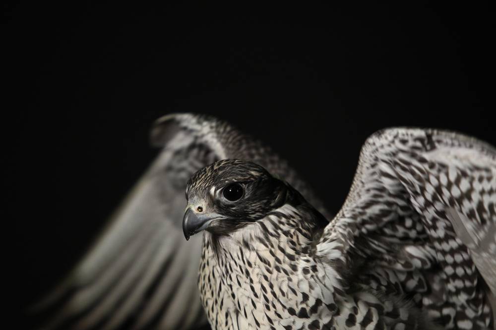 مسابقات وفعاليات مهرجان الظفرة بدورته 15 تنطلق 12 يناير  الجاري