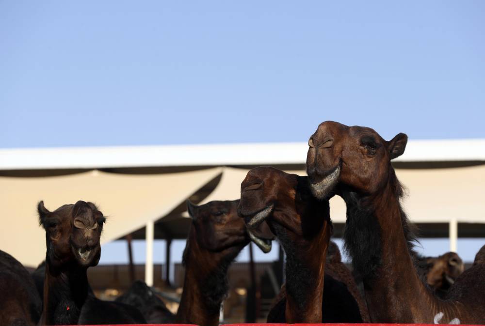 مسابقات وفعاليات مهرجان الظفرة بدورته 15 تنطلق 12 يناير  الجاري