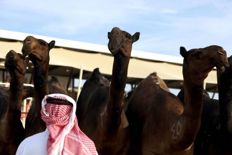 مهرجان الظفرة 15 يبدأ ترصيص الإبل المشاركة في المزاينة يوم الجمعة القادم