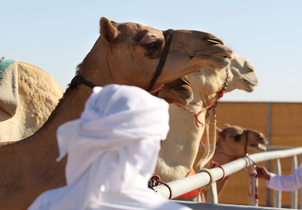 مهرجان الظفرة 15 يبدأ ترصيص الإبل المشاركة في المزاينة يوم الجمعة القادم