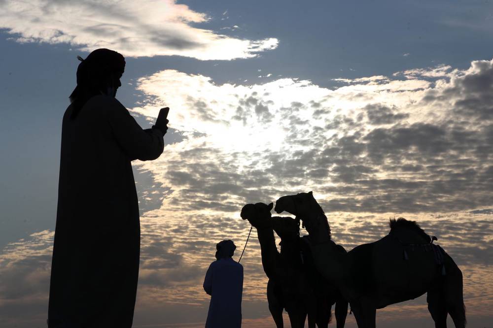 مهرجان الظفرة 15 يبدأ ترصيص الإبل المشاركة في المزاينة يوم الجمعة القادم