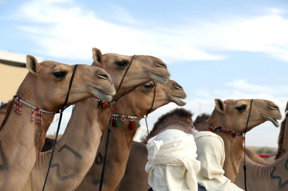 مهرجان الظفرة 15 يبدأ ترصيص الإبل المشاركة في المزاينة يوم الجمعة القادم