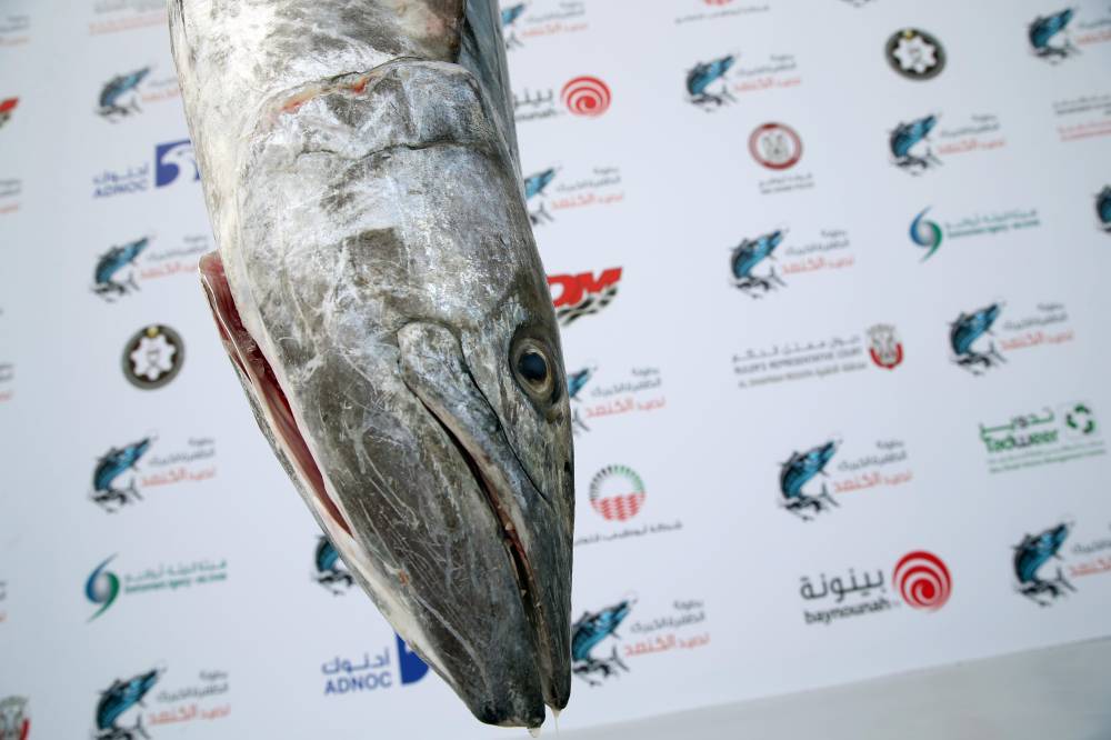 بطولة المغيرة ضمن الظفرة الكبرى لصيد الكنعد تنطلق غداً الجمعة