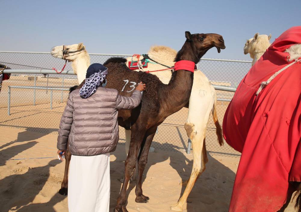 مهرجان الظفرة 15 يستمر في ترصيص الإبل لغاية 10 يناير الجاري