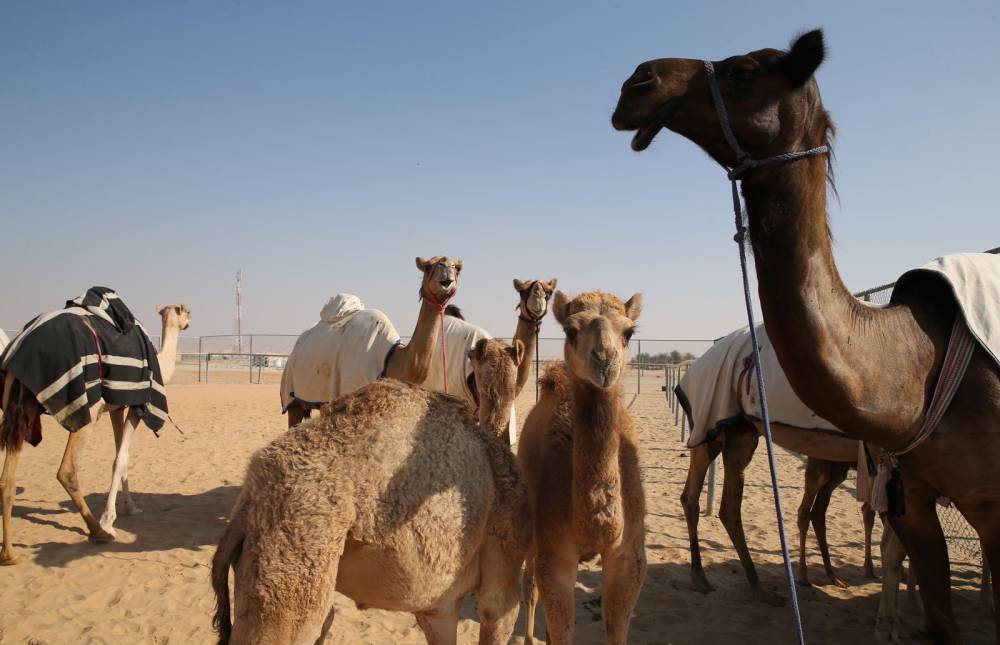 مهرجان الظفرة 15 يستمر في ترصيص الإبل لغاية 10 يناير الجاري