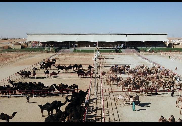 مهرجان الظفرة 15 يعلن عن مسابقة اطرح القعود وشله