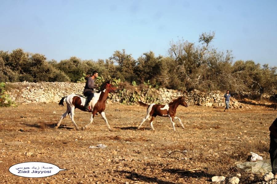 زياد جيوسي يكتب : لجيوس فرح آخر     الهمسة الرابعة