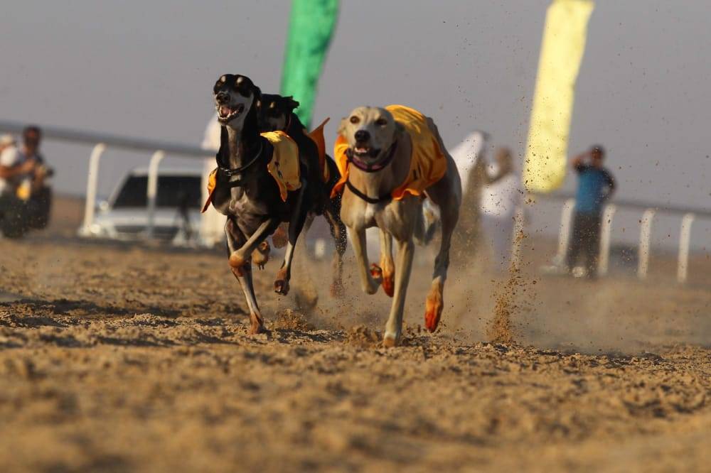 تحت رعاية محمد بن زايد.. مهرجان الظفرة (15) ينطلق غداً