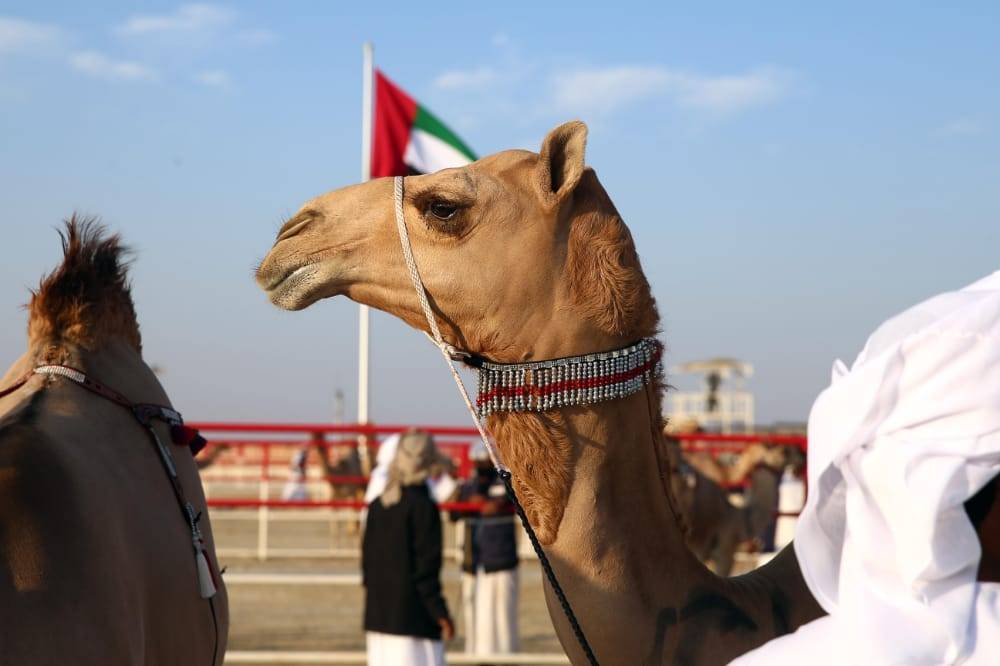 تحت رعاية محمد بن زايد.. مهرجان الظفرة (15) ينطلق غداً