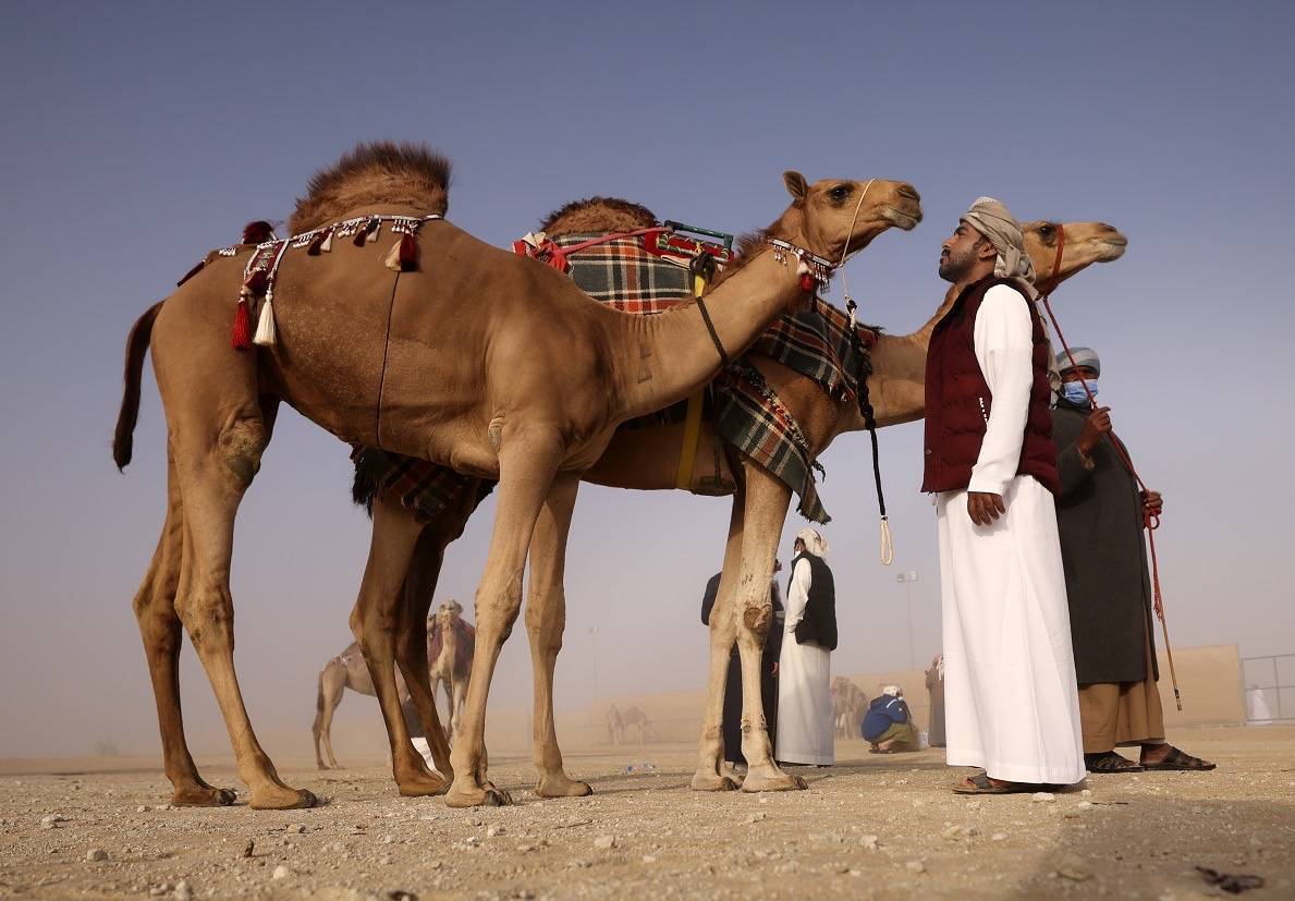 مسابقات مهرجان الظفرة بدورتها الخامسة عشرة تنطلق في مدينة زايد بمنطقة الظفرة