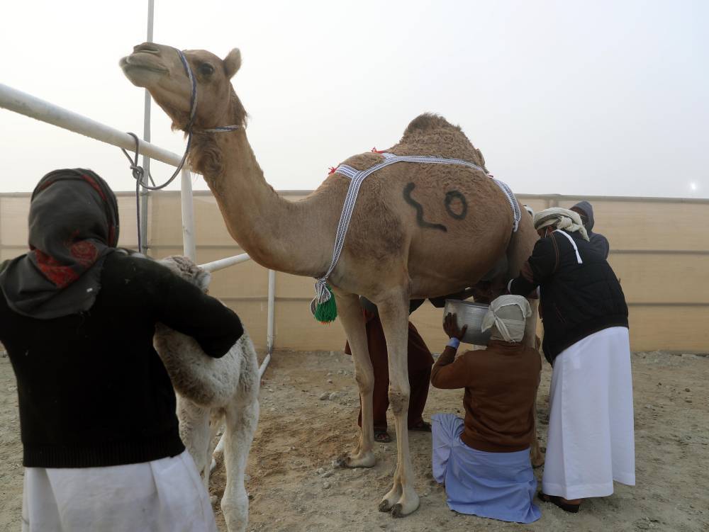 مسابقات مهرجان الظفرة بدورتها الخامسة عشرة تنطلق في مدينة زايد بمنطقة الظفرة