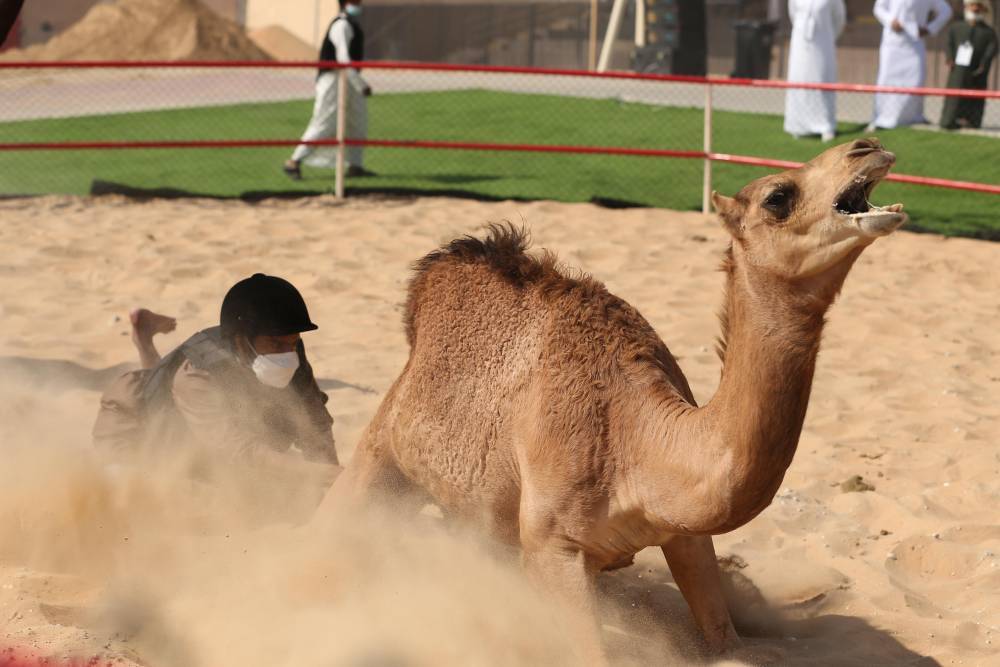 فارس المزروعي يتفقد موقع مزاينة الإبل في مهرجان الظفرة