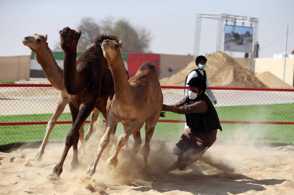 فارس المزروعي يتفقد موقع مزاينة الإبل في مهرجان الظفرة