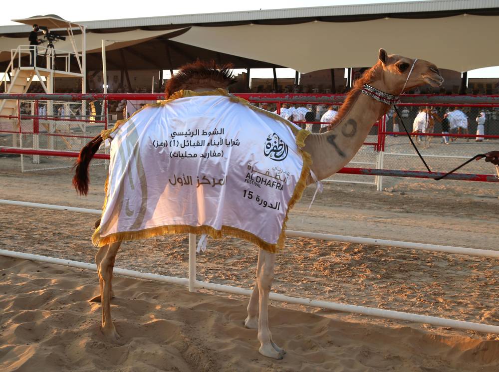 مهرجان الظفرة يواصل مسابقاته وفعالياته في مدينة زايد بمنطقة الظفرة
