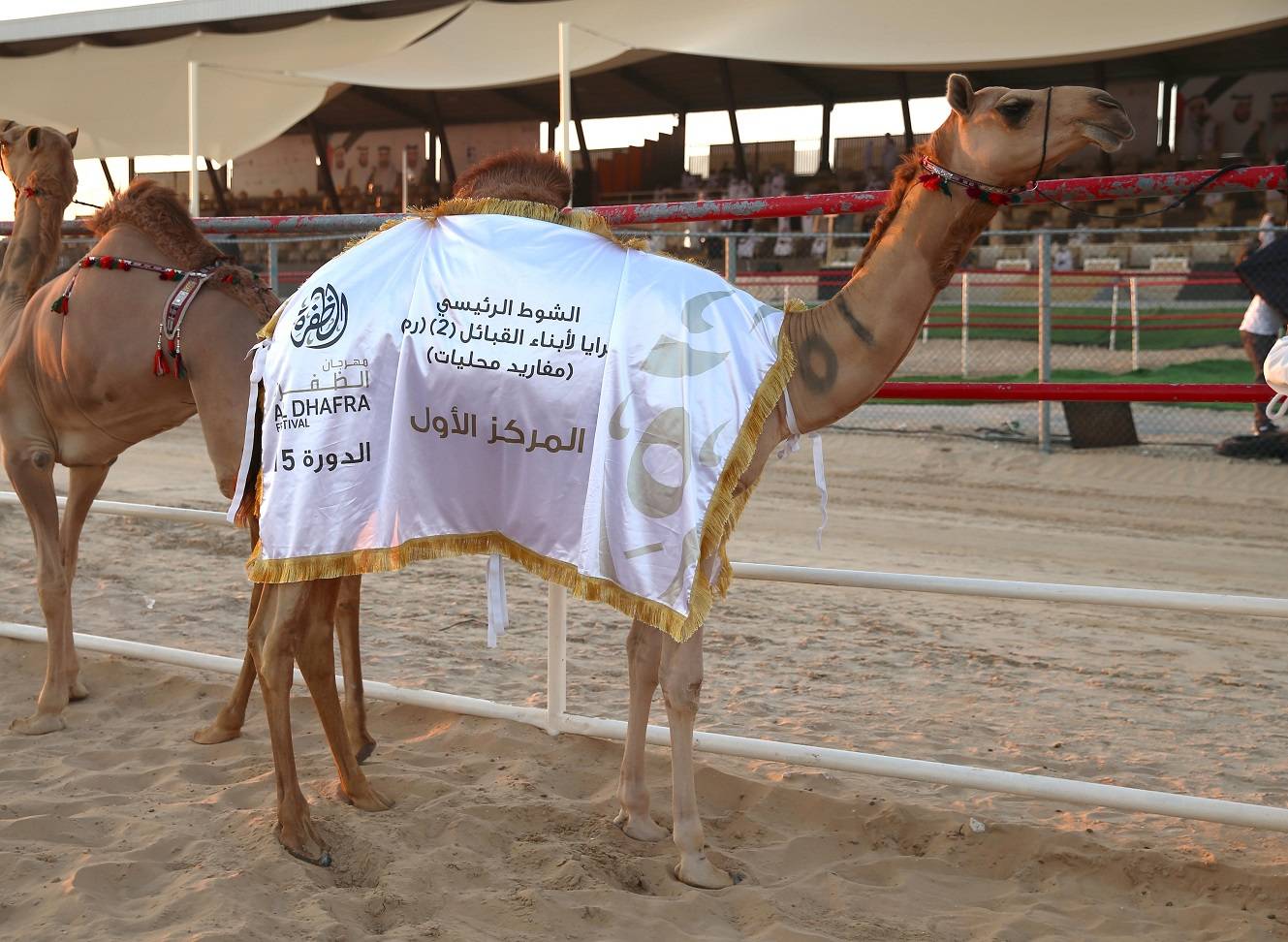 مهرجان الظفرة يواصل مسابقاته وفعالياته في مدينة زايد بمنطقة الظفرة