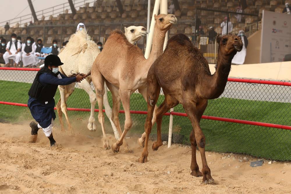مهرجان الظفرة يواصل مسابقاته وفعالياته في مدينة زايد بمنطقة الظفرة