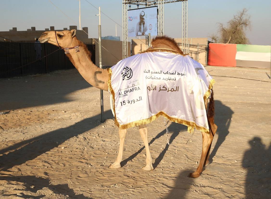 مهرجان الظفرة يواصل مسابقاته وفعالياته في مدينة زايد بمنطقة الظفرة