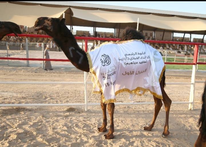 أجواء احتفالية رائعة وفعاليات متنوعة في مهرجان الظفرة بدورته 15