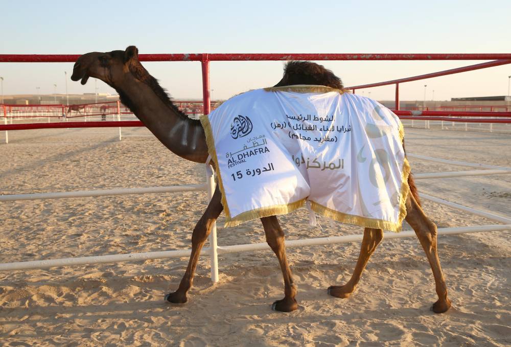 أجواء احتفالية رائعة وفعاليات متنوعة في مهرجان الظفرة بدورته 15