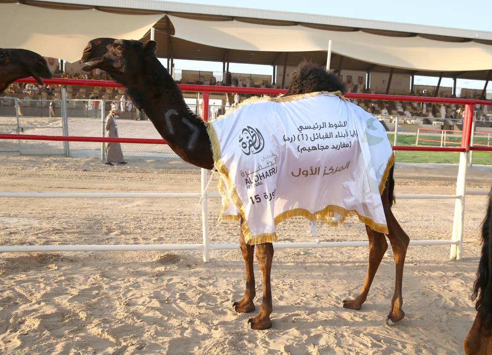 أجواء احتفالية رائعة وفعاليات متنوعة في مهرجان الظفرة بدورته 15