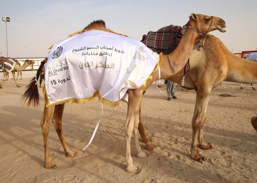 الإثارة والحماس والتشويق تملء منصة مزاينة الإبل في مهرجان الظفرة
