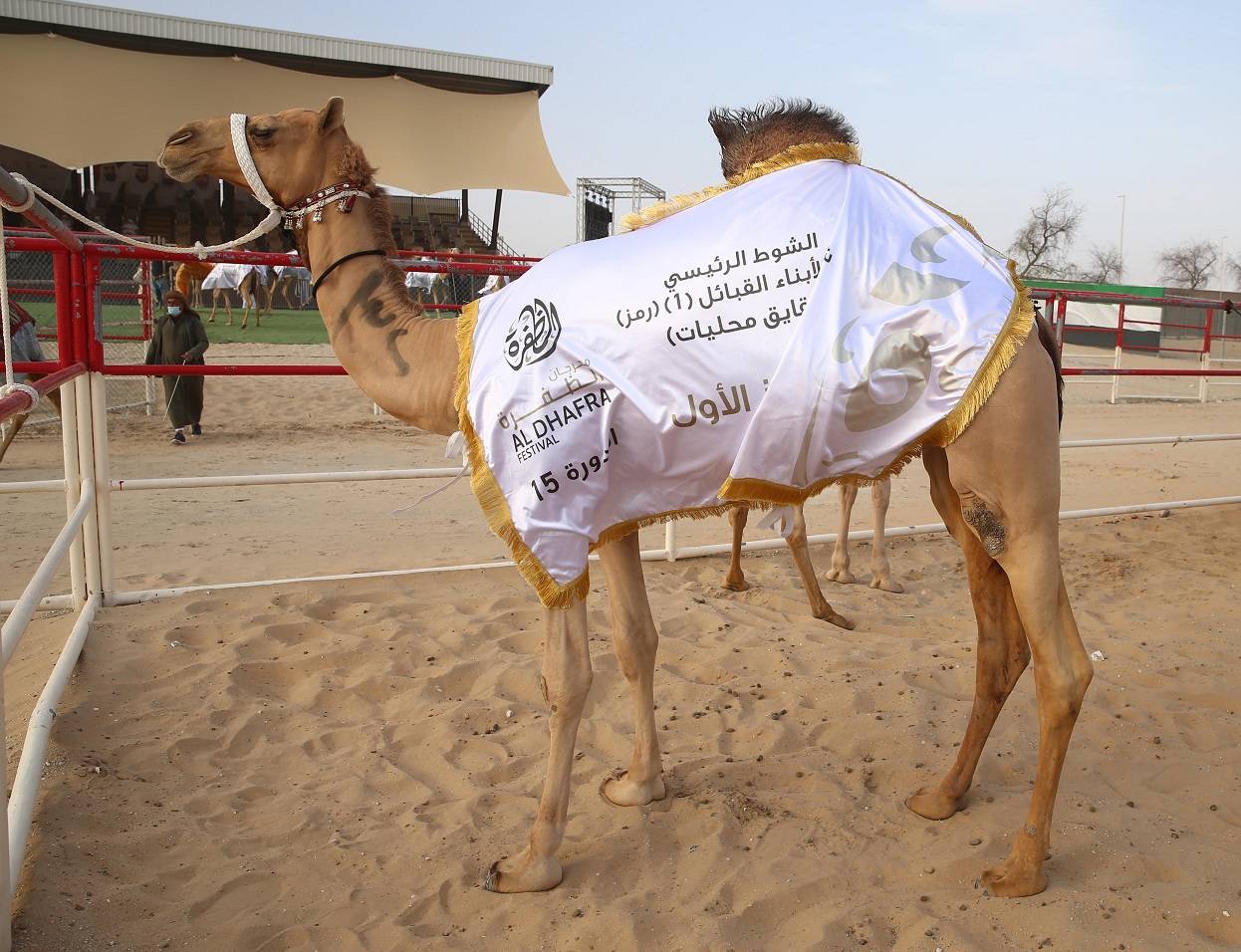 الإثارة والحماس والتشويق تملء منصة مزاينة الإبل في مهرجان الظفرة