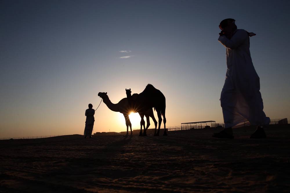 الإثارة والحماس والتشويق تملء منصة مزاينة الإبل في مهرجان الظفرة