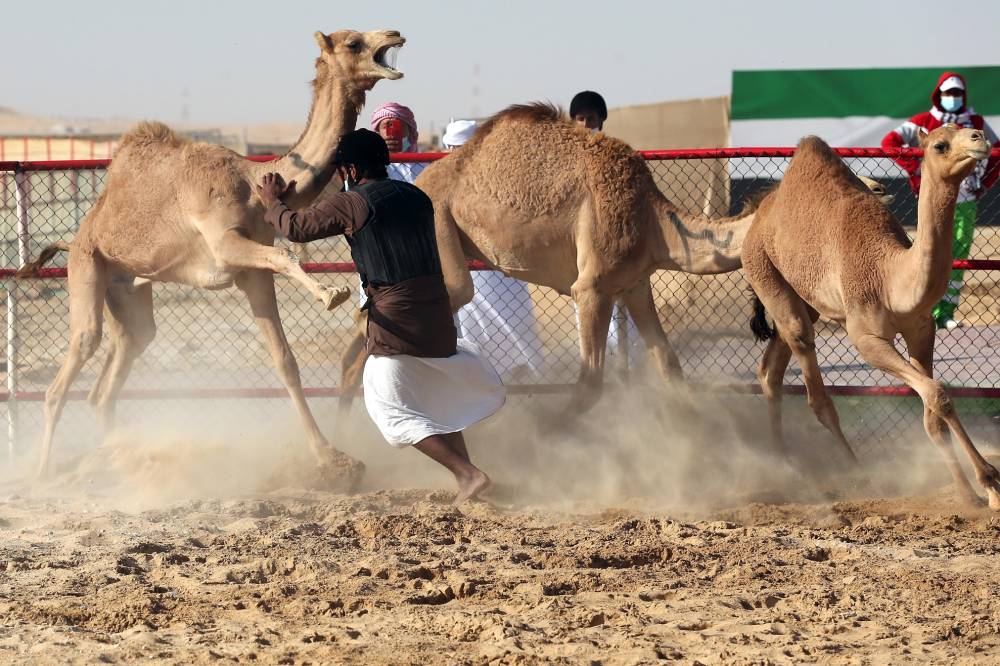 الإثارة والحماس والتشويق تملء منصة مزاينة الإبل في مهرجان الظفرة