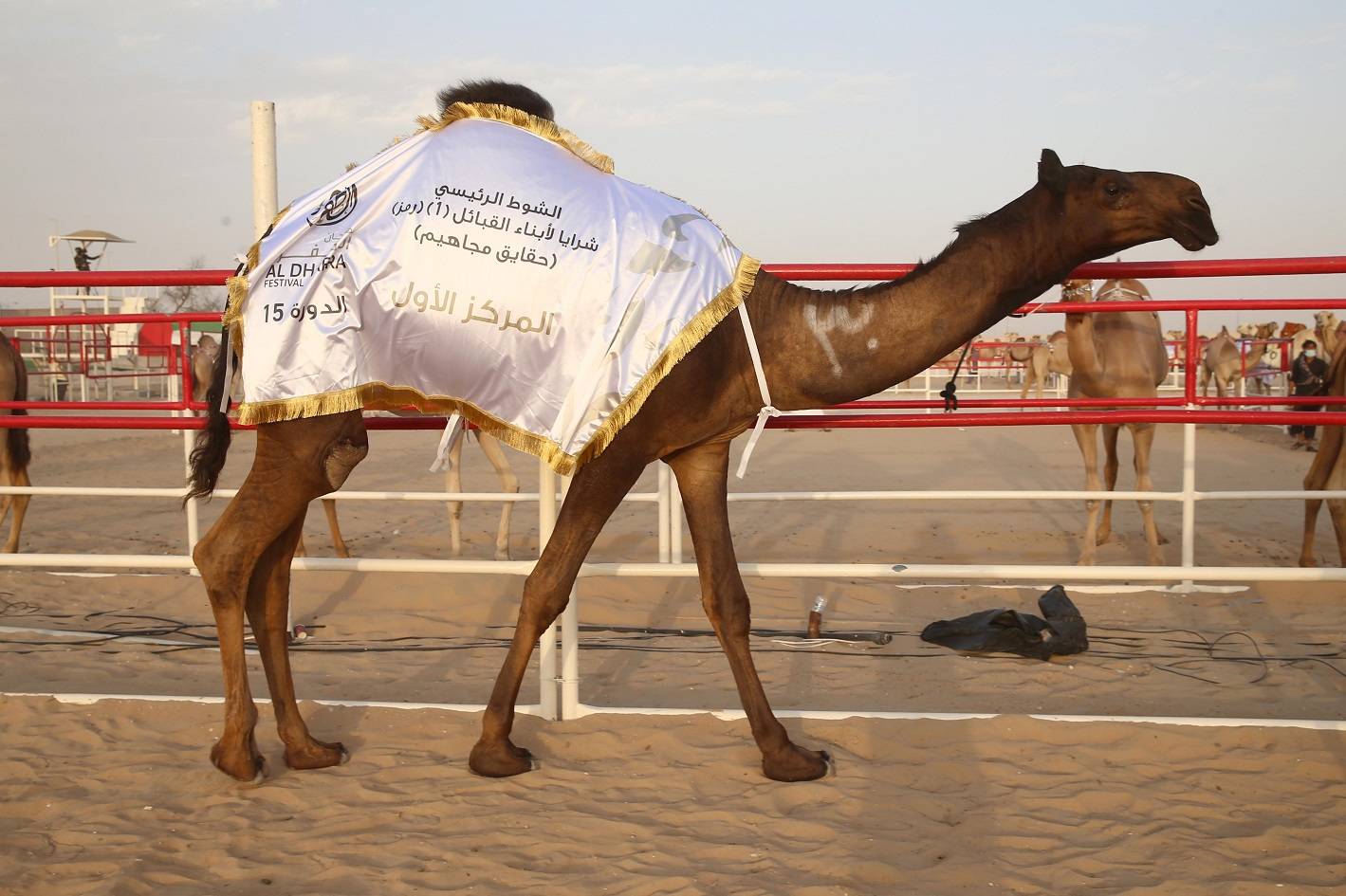الإثارة والحماس والتشويق تملء منصة مزاينة الإبل في مهرجان الظفرة