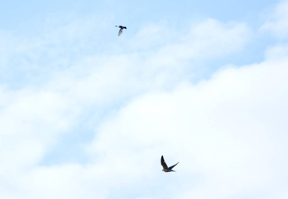 نادي تراث الإمارات يختتم بطولة تحديات الزاجل للصقارة