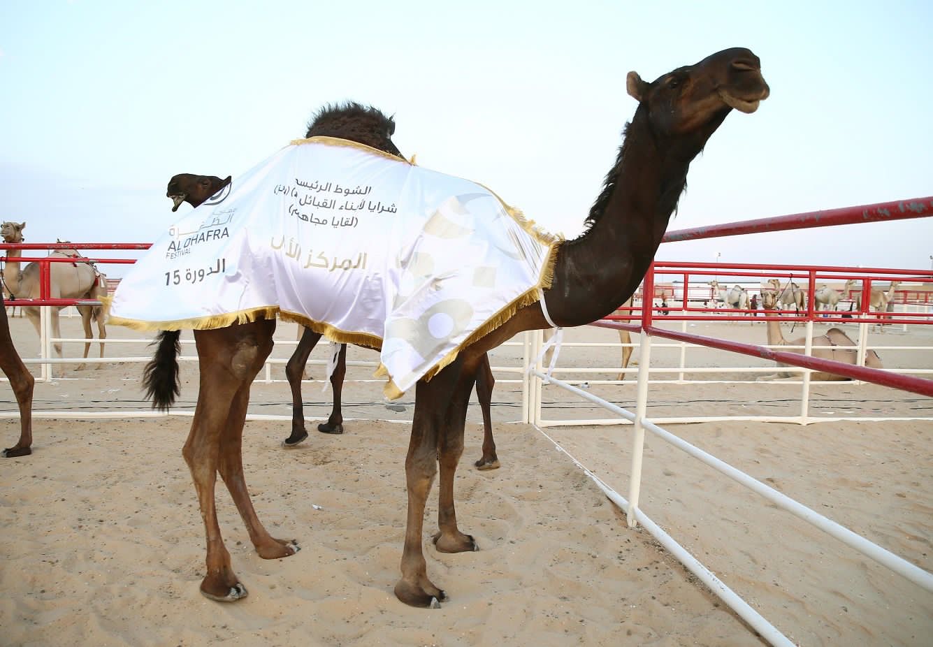مهرجان الظفرة .. تقاليد تراثية ترسخ الهوية الإماراتية مزاينة إبل اللقايا للمحليات والمجاهيم والمهجنات الأصايل تشهد منافسات قوية بين مُلاك الإبل