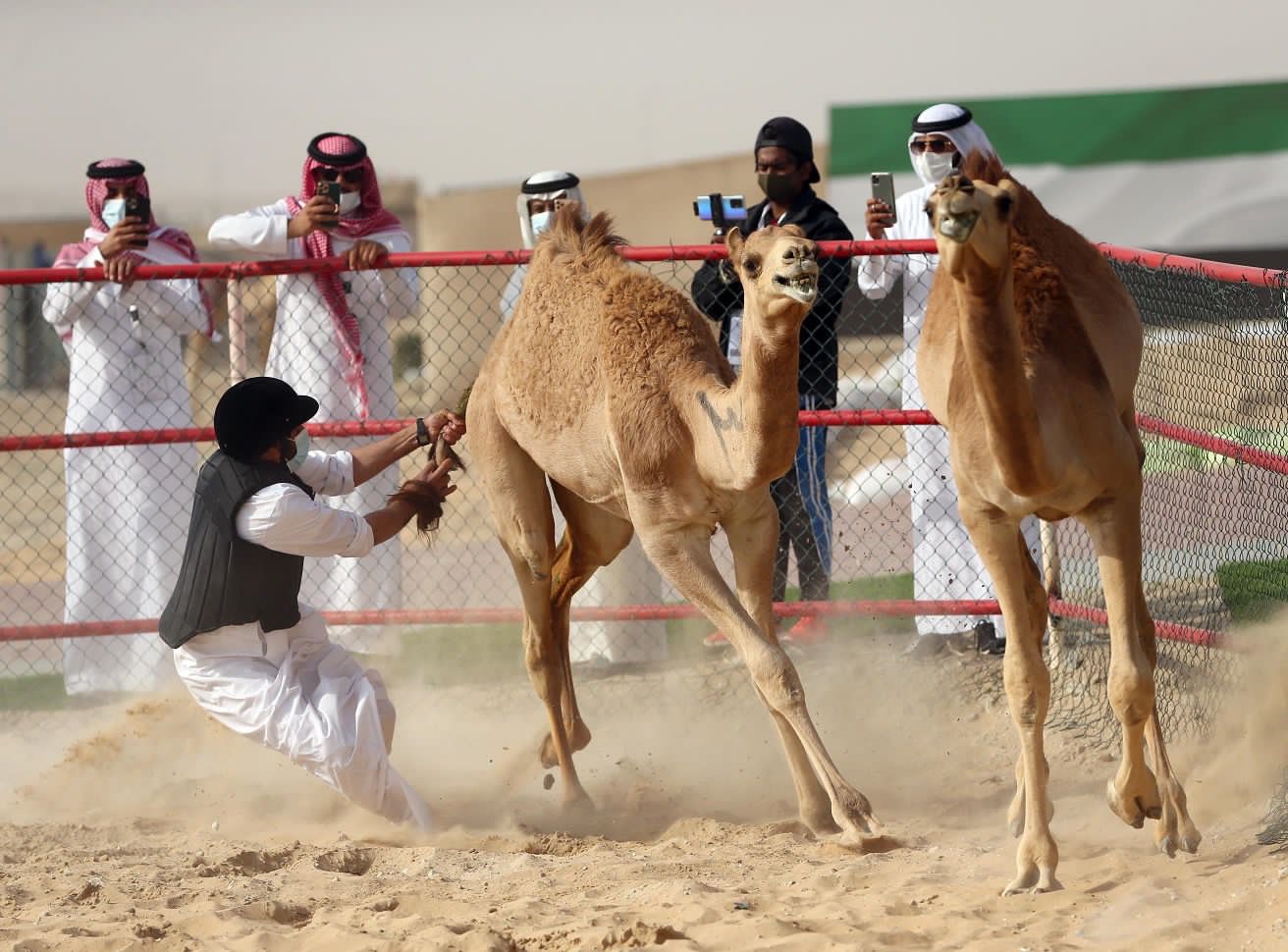 مهرجان الظفرة .. تقاليد تراثية ترسخ الهوية الإماراتية مزاينة إبل اللقايا للمحليات والمجاهيم والمهجنات الأصايل تشهد منافسات قوية بين مُلاك الإبل