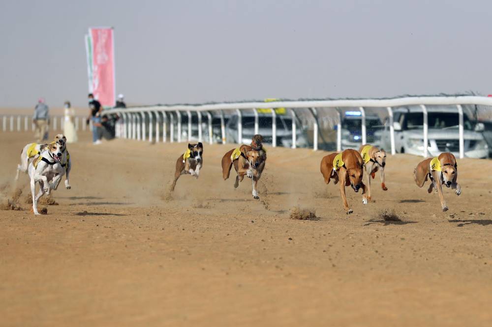 مهرجان الظفرة .. تقاليد تراثية ترسخ الهوية الإماراتية مزاينة إبل اللقايا للمحليات والمجاهيم والمهجنات الأصايل تشهد منافسات قوية بين مُلاك الإبل
