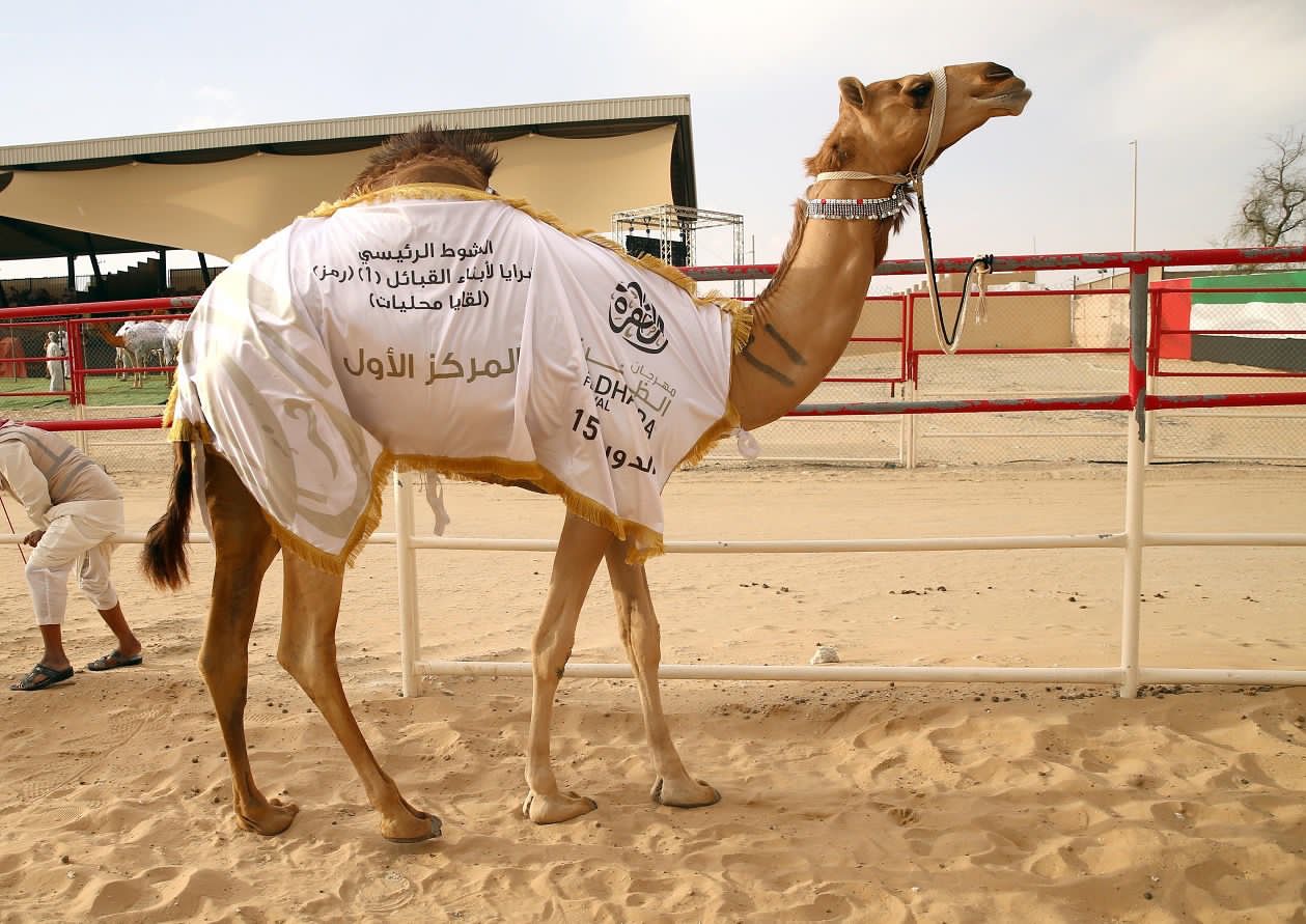مهرجان الظفرة .. تقاليد تراثية ترسخ الهوية الإماراتية مزاينة إبل اللقايا للمحليات والمجاهيم والمهجنات الأصايل تشهد منافسات قوية بين مُلاك الإبل