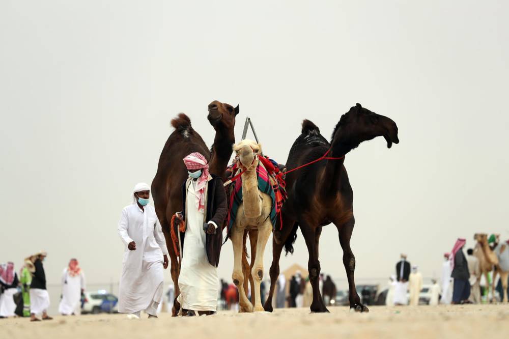 مهرجان الظفرة .. تقاليد تراثية ترسخ الهوية الإماراتية مزاينة إبل اللقايا للمحليات والمجاهيم والمهجنات الأصايل تشهد منافسات قوية بين مُلاك الإبل